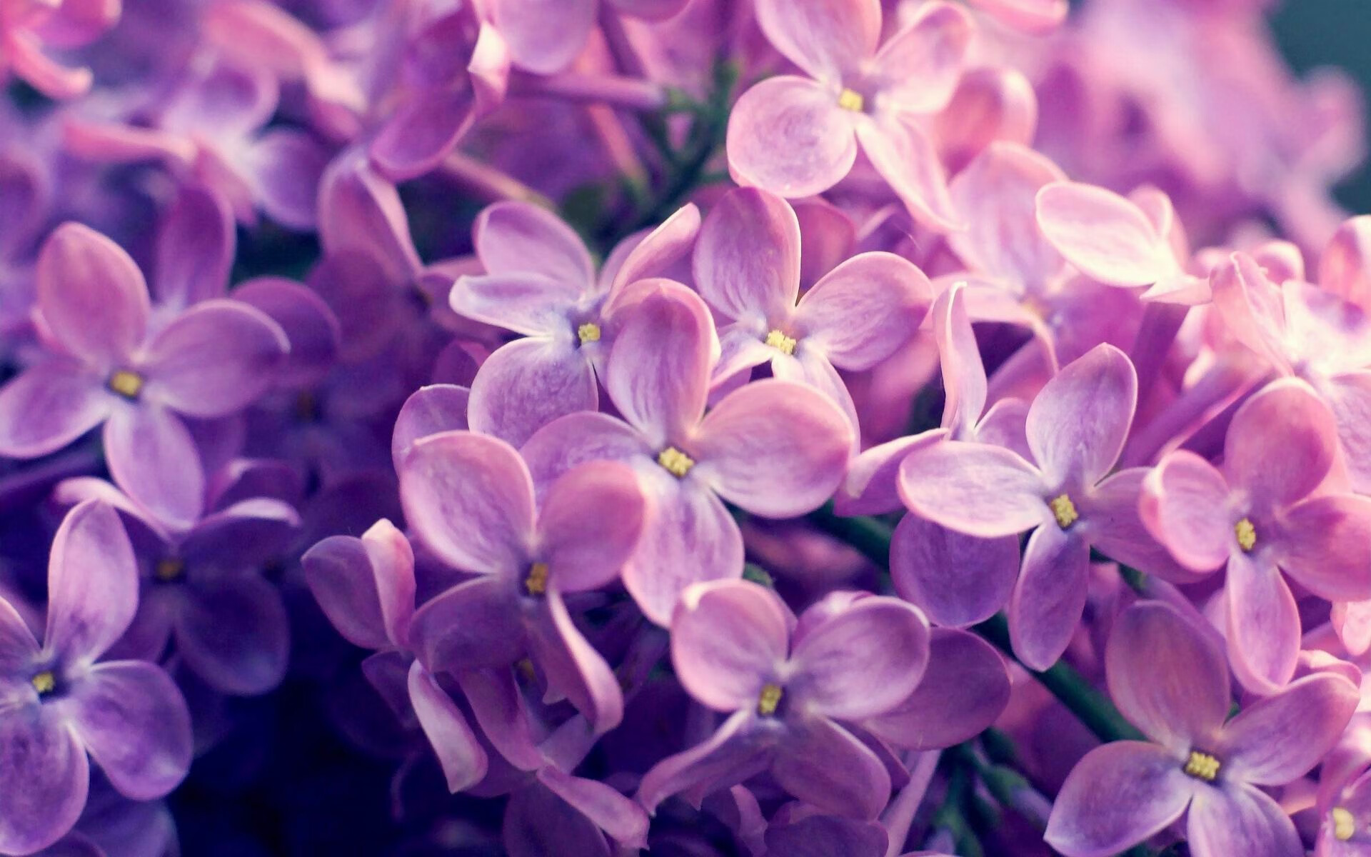 开云体育APP下载-绝境下的利刃！米切尔轰下29分爆发，骑士力压凯尔特人夺关键战