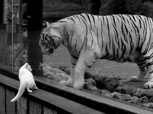 东决关键战焦点战，火箭险胜尼克斯，惊心动魄的胜利