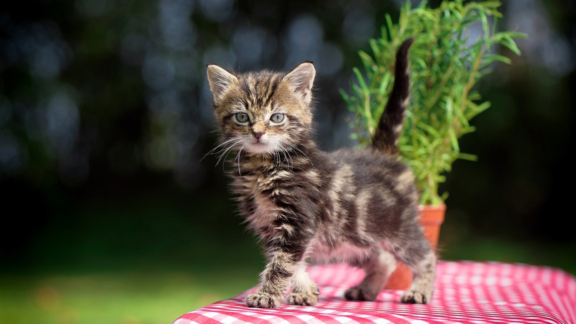 浓眉统治攻防,掘金逆转黄蜂