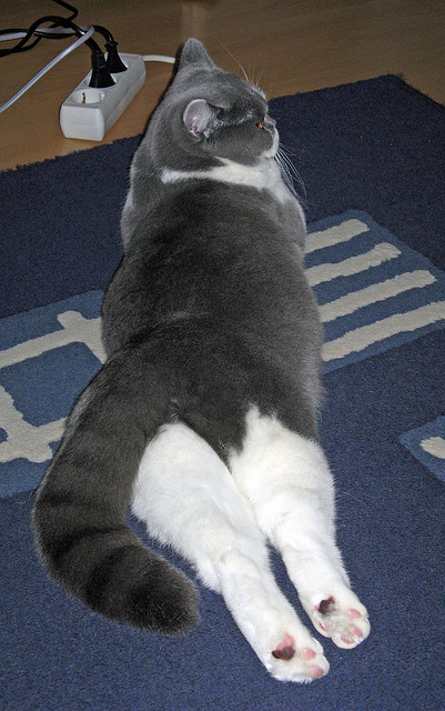 开云体育中国-恩佐统治级数据闪耀，塞内加尔锋线群收割莱比锡红牛