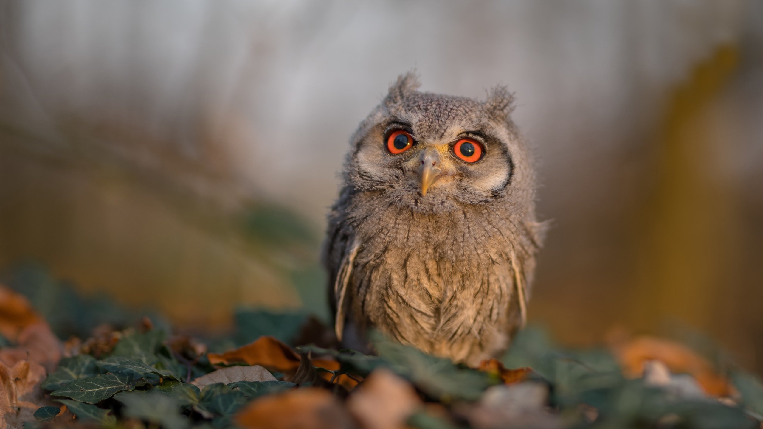 锋芒毕露，拜仁对阵马赛中，格纳布里如何持续撕裂马赛防线