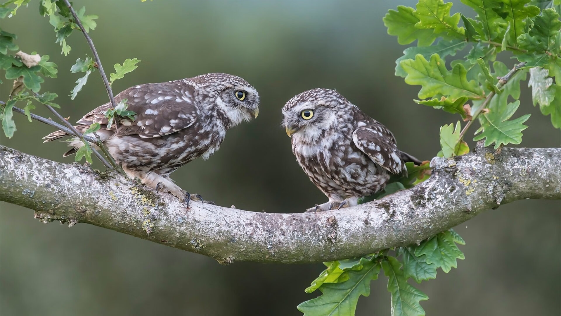 保罗攻防转换核心引领风暴，76人火力全开压制奇才