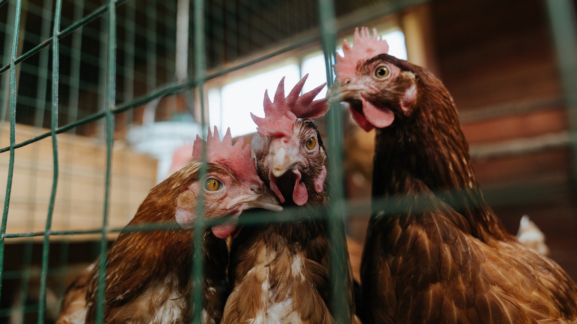 开云体育入口-横跨太平洋的得分风暴，贝恩关键节点连续得分助新疆队险胜鹈鹕