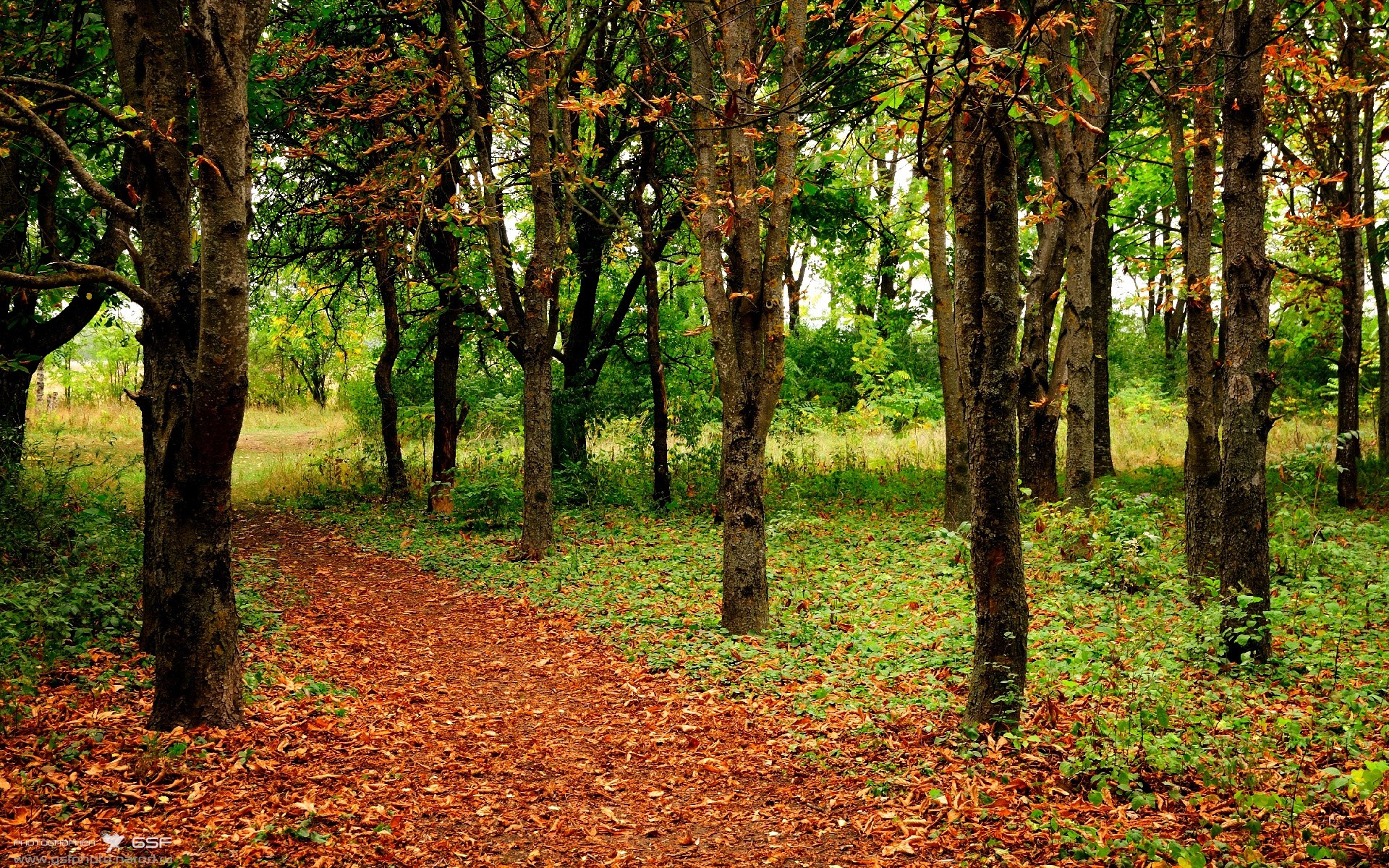 天外飞仙！迪马利亚无解弧线撕碎防线，巴拉圭加时绝杀奥地利