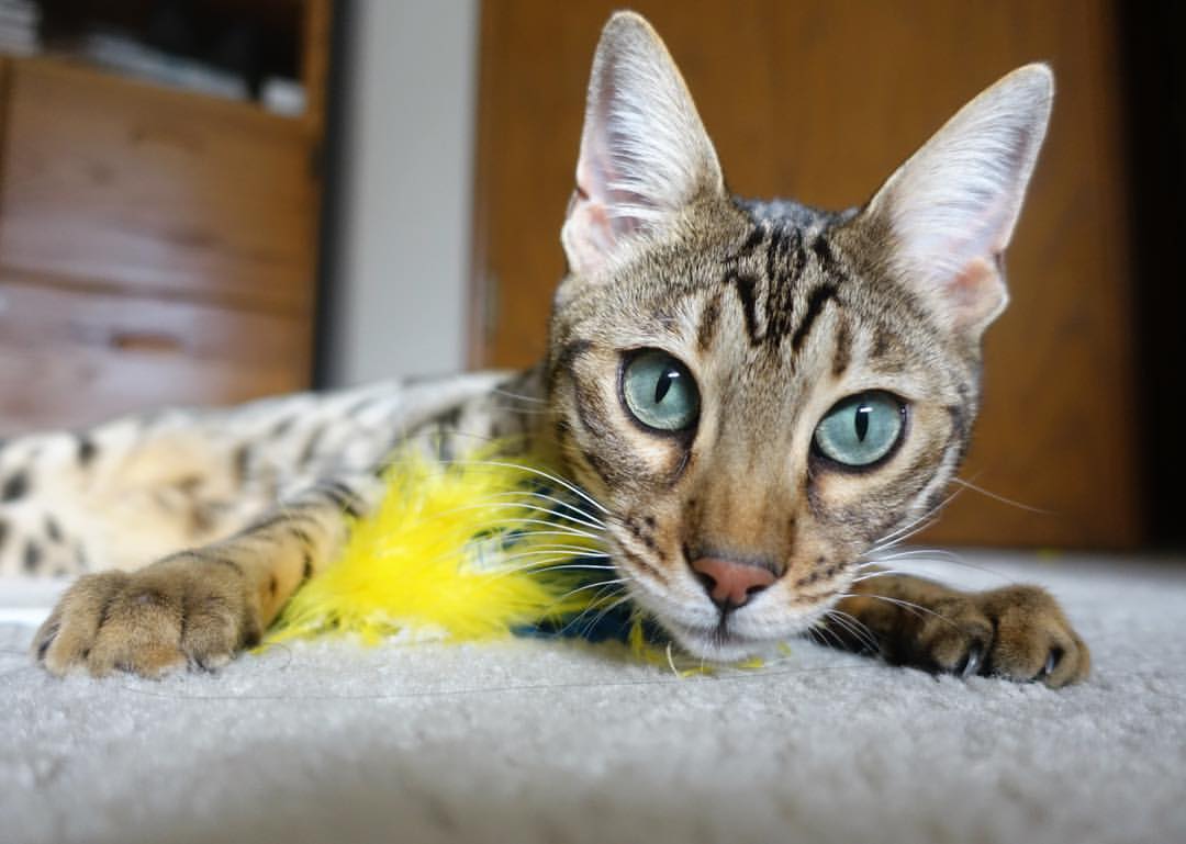 欧文锁死对手却难救主!雄鹿团队铁蹄无情横扫独行侠