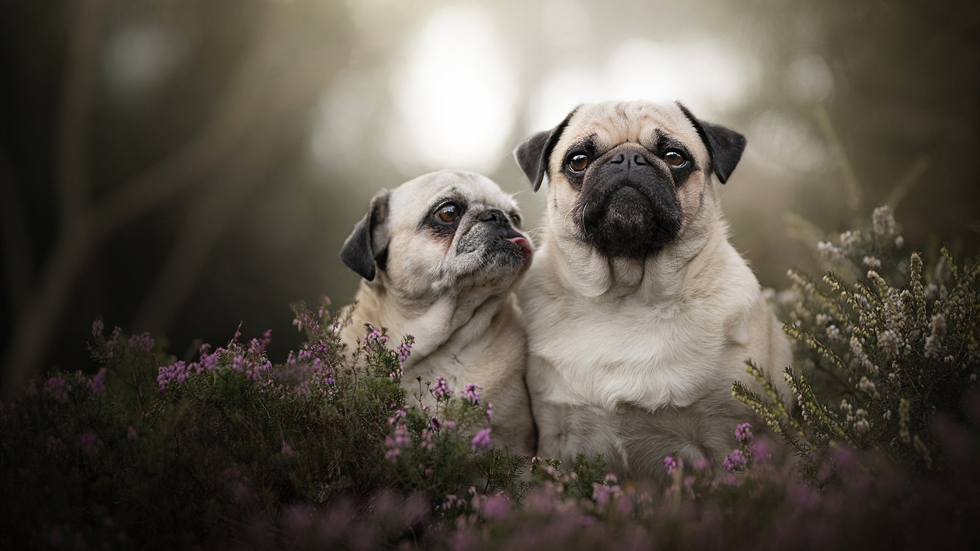 NBA季后赛之夜，当解说员脱口喊出哈兰德…
