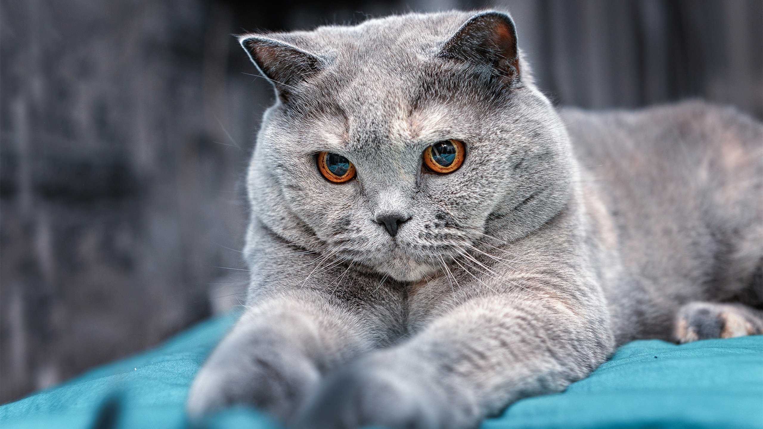 戈麦斯关键时刻站出来，南非逆转丹麦的奇迹之战