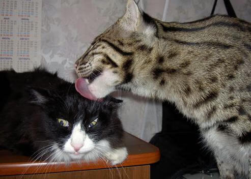 开云体育在线-绿茵法则，当奥斯梅恩进入无解领域